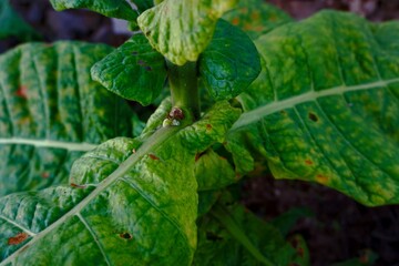 Natural tobacco leaf against nature background in the afternoon, wallpaper