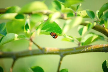 two ladybugs on a green leaf in Sunny summer close - up
