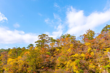 Fototapeta premium 宮城 鳴子峡の紅葉