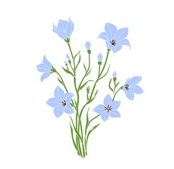 Meadow bluebell vector illustration of a flower