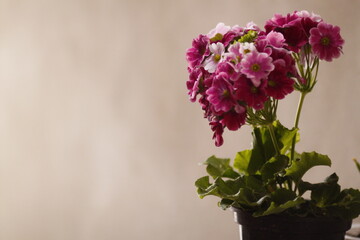 bouquet of lilac in a vase