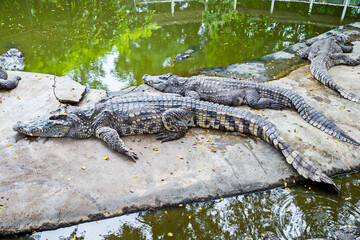 Crocodile Farm.Many feral animals are in the zoo.
