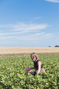 Woman crouching in field picking strawberries