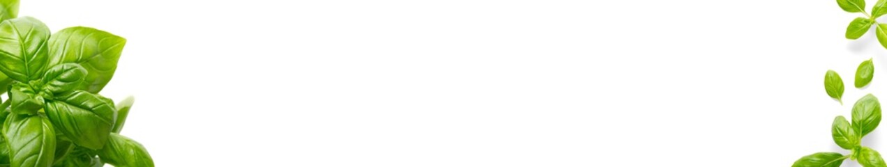 Fresh green basil isolated on white background