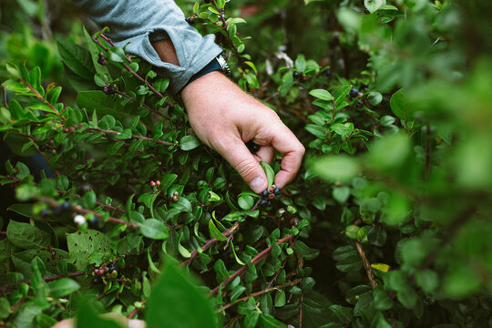 Wild Plants - digital file