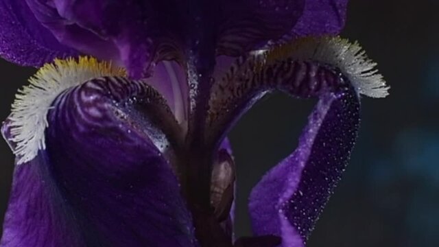 primer plano de gota de agua que cae por el medio de la flor violeta lirio con fina lluvia en c&aacute;mara lenta 