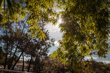 Blue sky between trees (Céu entre as arvores)
