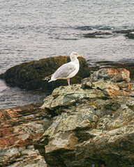 Seagull standing on rocks along the New England coast