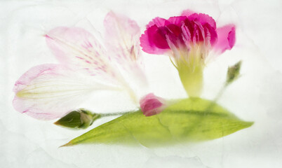Pink flowers, arranged and frozen in water with leaf
