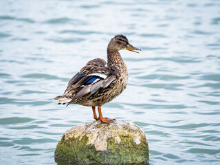 Female mallard, standing on rock in rippled water, looking forward, bill open, feathers ruffled
