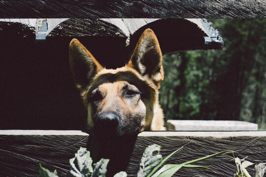 Dog looking through a fence