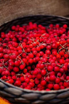 Rowanberry in a basket closeup