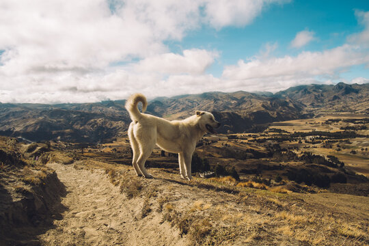 Majestic Dog Gazing off into the Mountains