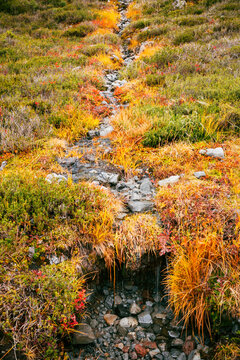 Trickling Creek Winding Down Mountain Meadow