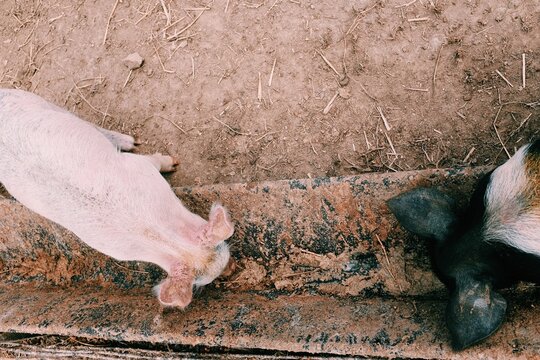 Baby pigs and hogs on a rural farm