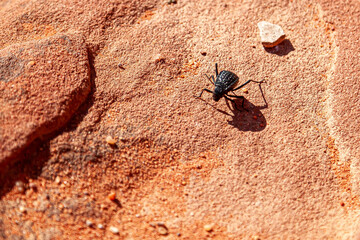 Macro image of a Adesmia cancellata (pitted darkling beetle) walking past a small sandstone on the desert sands of  Wadi Rum, Jordan.