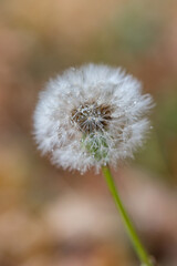 close up of a big blooming dandelion flower with a blurry background