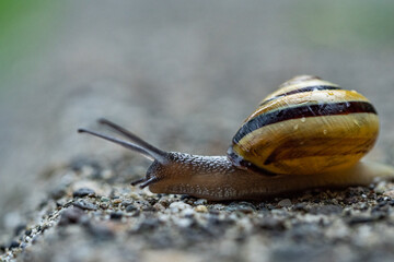 close up of a big snail moving slowly towards the edge of a rocky bump on the ground after rain