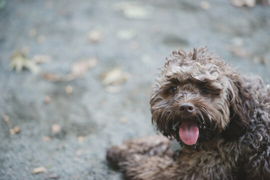 Cute pup panting and looking at camera