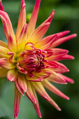 close up of one pink dahlia flower blooming in the garden with dark green background