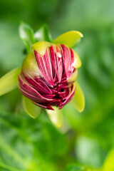 close up of a big pink dahlia flower bud in the garden with blurry green background