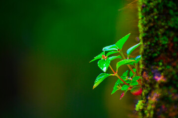 green leaves background