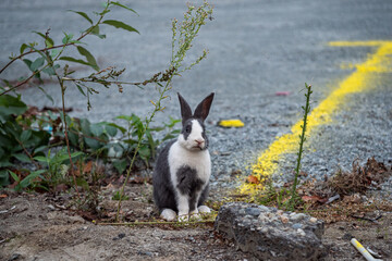 one cute rabbit with mixed grey and white fur sitting on the dirt ground near a construction side in front of some green bushes