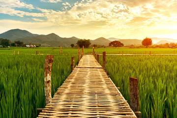 Fototapeta premium Bamboo bridge the way to paddy rice field on the farm in the morning.