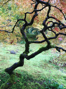 Japanese maple tree in autumn, low angle view