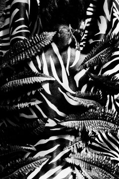 Black and white photo of a woman with zebra body paint