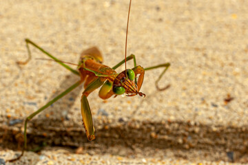Close up isolated view of an adult male Tenodera sinensis sinensis (Chinese Mantis) on concrete ground. it is chewing an ant it just caught