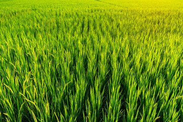 Yellow green rice field on the farm in the morning.