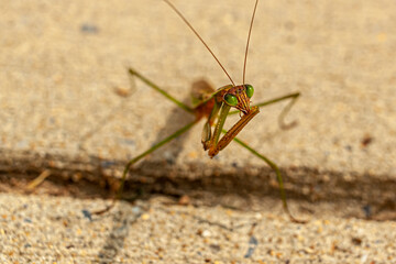 Close up isolated view of an adult male Tenodera sinensis sinensis (Chinese Mantis) on concrete ground. The bug is cleaning the spikes on the claws after a hunt by licking it to prevent fungal growth.