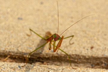 Close up isolated view of an adult male Tenodera sinensis sinensis (Chinese Mantis) on concrete ground. The insect is seen at the attacking stance with front legs bent