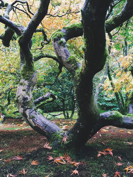 Japanese maple tree in autumn, low angle view