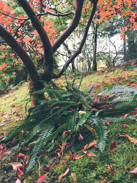 Japanese maple tree in autumn, low angle view