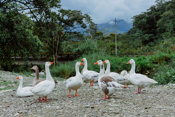 typical dish of the Ecuadorian Amazon