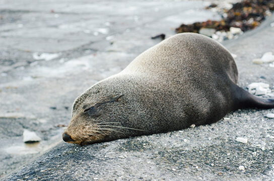 New Zealand fur seals sleeping in Kaikoura, New Zealand