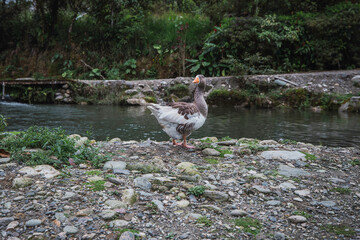 typical dish of the Ecuadorian Amazon