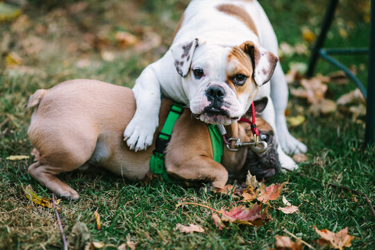 A white english bulldog and a brown french bulldog playing in the grass and leaves