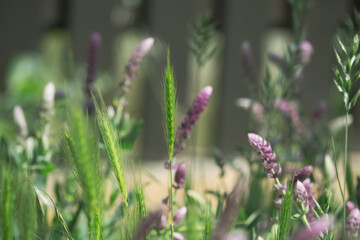 grass flowers in the garden, soft focus