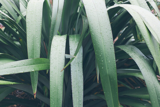 Close up raindrops on New Zealand flax