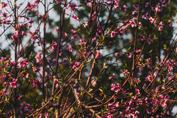 pink blossoms on peach tree outdoor in sunny backyard