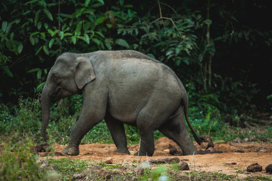 Elephant Family