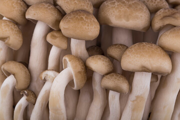 A oyster mushroom isolated on white background.