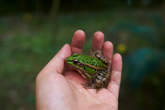 green frog in hand