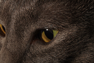 Macro close up cat eye