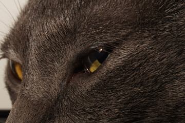 Macro close up cat eye