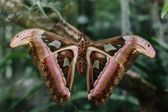 Close-up of Atlas Moth behind glass.