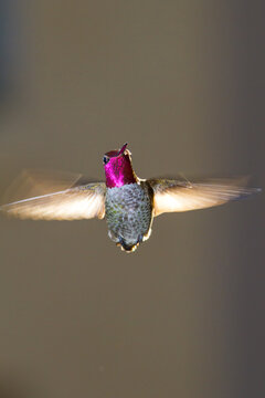 Anna's Hummingbird